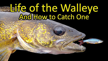 Life of the Walleye and How to Catch a Walleye Fishing