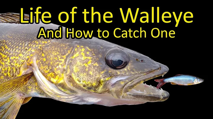 Life of the Walleye and How to Catch a Walleye Fishing