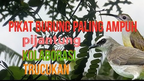 pikat anti zonk pijantung kolaborasi trucukan