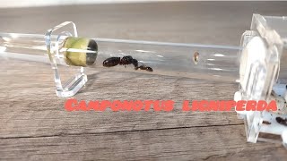 CAMPONOTUS LIGNIPERDA. Местные гиганты. уход, кормление, зимовка