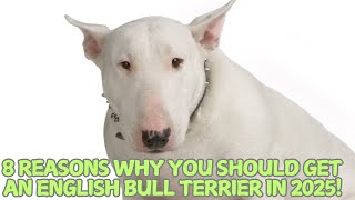 8 Reasons Why You Should Get An English Bull Terrier In 2025