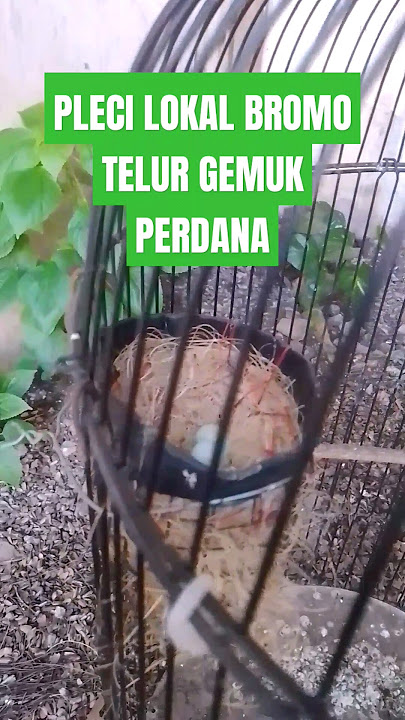 PLECI LOKAL BROMO TELUR GEMUK PERDANA