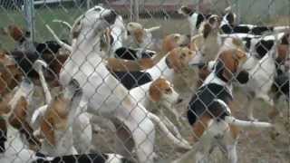 Cheshire Foxhounds are a lively bunch. Turn up the volume to hear t...