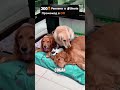 Кошка СТАЛА частью стаи 😮🔥🐶