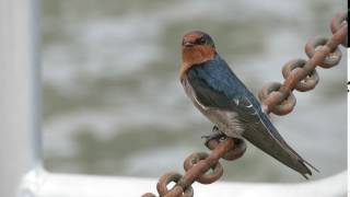 Welcome swallow