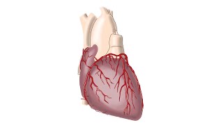 Basic cardiovascular examination demo