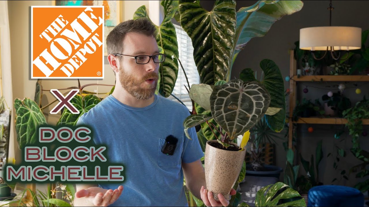 I FINALLY found the rare Doc Block Michelle Anthurium at Home Depot ...