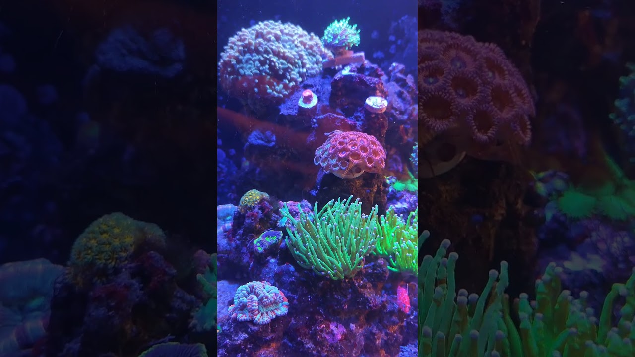 Tanked in Barnsley #marine #freshwateraquarium #reef