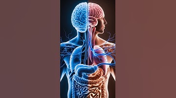 THE SECOND BRAIN ,HOW YOUR STOMACH CONTROL YOUR MIND