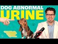 Blood in urine  dr dan explains
