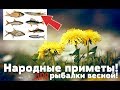 Зацвёл одуванчик? Срочно на реку за этой рыбой! Народные приметы ловли рыбы весной!