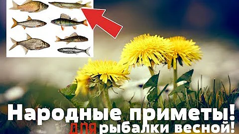 Зацвёл одуванчик? Срочно на реку за этой рыбой! Народные приметы ловли рыбы весной!