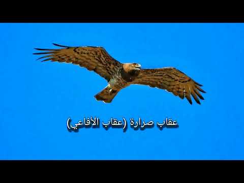 عقاب صرارة عقاب الأفاعي