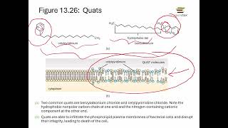 Openstax Micro Ch. 13 Video Part 03 - Section 13.3