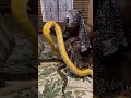 Gogo Maweni Snakes RevealedЁЯШ ЁЯШ ЁЯШ Gogo Maweni Snakes RevealedЁЯШ ЁЯШ ЁЯШ