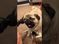 Dogs that have absolutely zero chill left #shorts_video #pawsup #homepets #stressedout #anxious