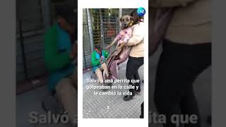 🐕Salvó a una perrita que golpeaban en la calle y le cambió la vida: 'El amor lo cura todo' 🥰