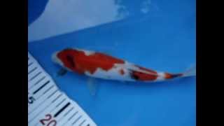 ซันเก้ ลูกครึ่งโชว่า 25 cm.Unk.AVI