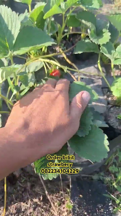 bibit strawbery manis #tanamanbuah #bibit #strawberry