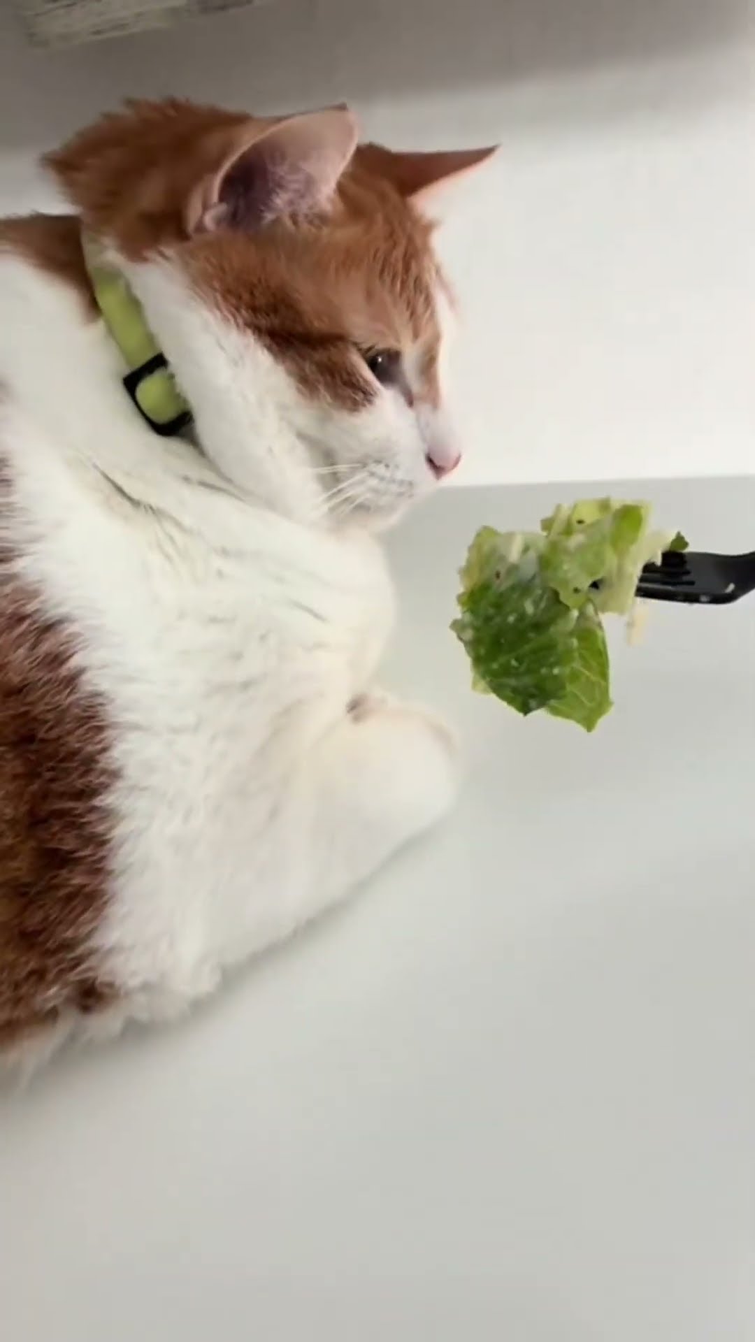 she doesn't like vegetables