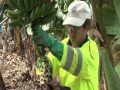 Hacienda Platanera La Quinta Roja. El cultivo del plátano