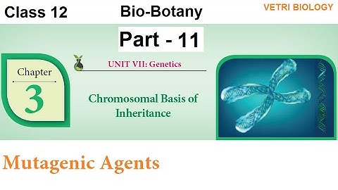 12th Bio Botany Chapter 3 Part 11 Chromosomal Basis of Inheritance  Bio Botany
