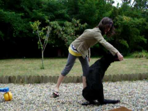 comment apprendre a son chien a tourner sur lui meme