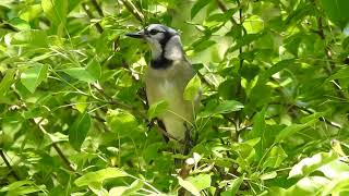 Human's Actions Tell Blue Jays All They Need to Know