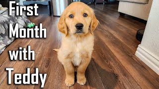 Aafat hai bhai Aafat | First Month with our Golden Retriever Puppy