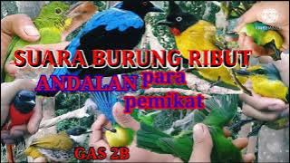 Ternyata ini suara burung ribut paling ampuh andalan para pemikat