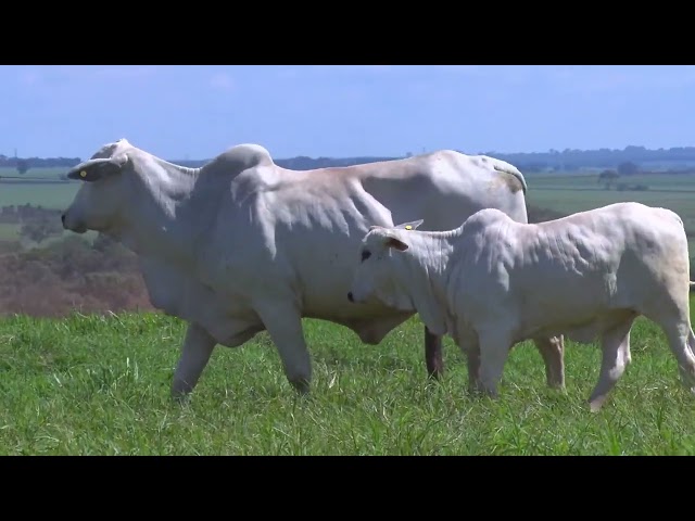 Lote 47   Leilão Virtual Liquidação Kanaxue Chateaubriand Matrizes Paridas e Novilhas