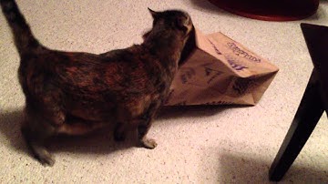 Summer loves the catnip paper bag