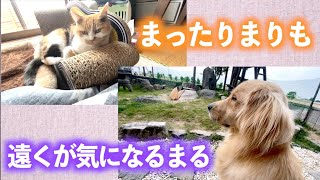 朝のまりもとまる
