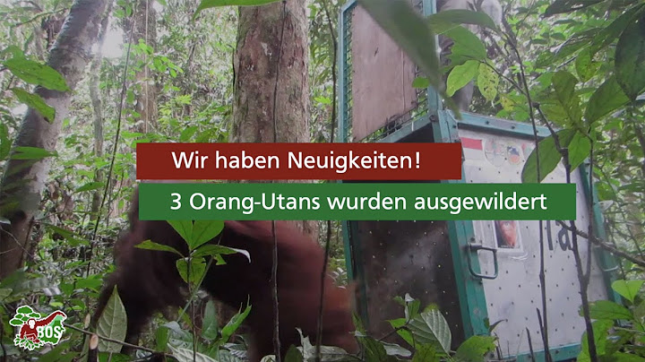 Wir haben Neuigkeiten! 3 Orang-Utans wurden ausgewildert