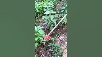 máy cắt cỏ, làm cỏ này tiện ghê