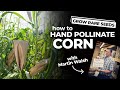 How To Hand Pollinate Corn