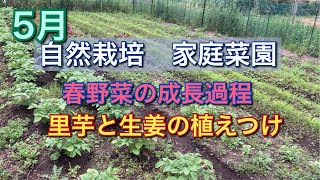 【自然栽培　家庭菜園】春野菜の成長過程/里芋と生姜の植えつけ/かぶの種