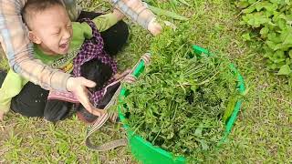 Single mother picks wild vegetables to sell - Peaceful life