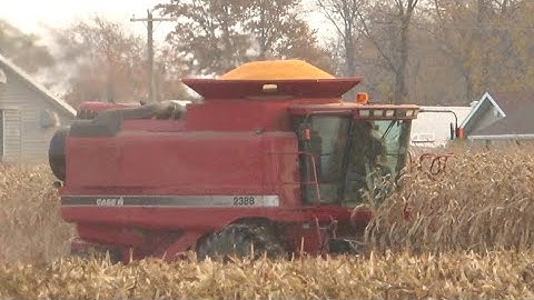 Corn Harvest 2020 | Case IH 2388 Axial Flow Combine Harvesting Corn | Harvest 2020