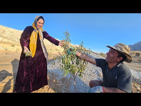 Pruning 400 Almond Trees Will This Protect Them From Winter Cold Ayub And Fatima