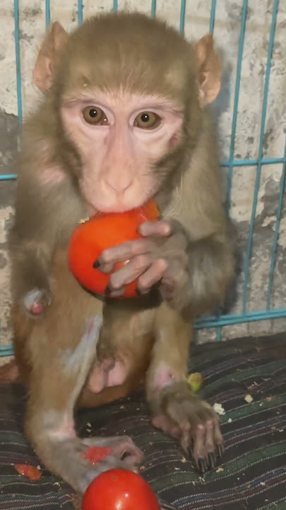 Khush ho aap sabhi hanumant ko dekh kr #hanuman #humanity