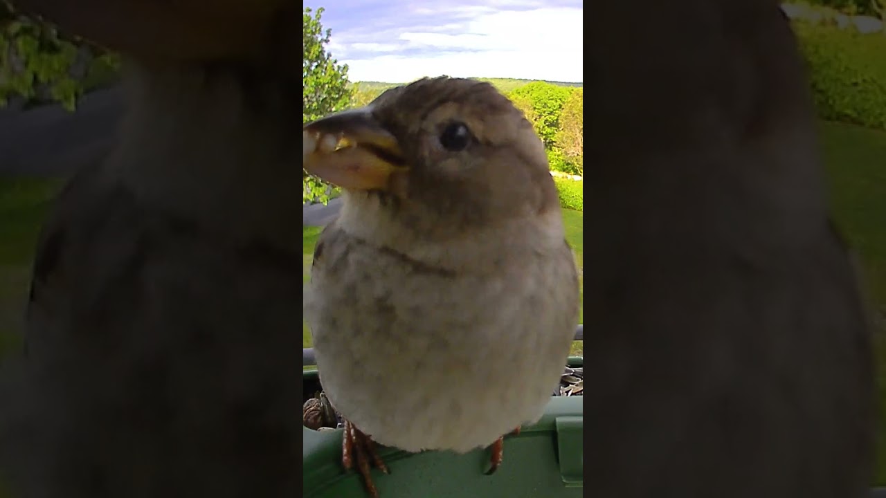 House Sparrow Bird Close Up 