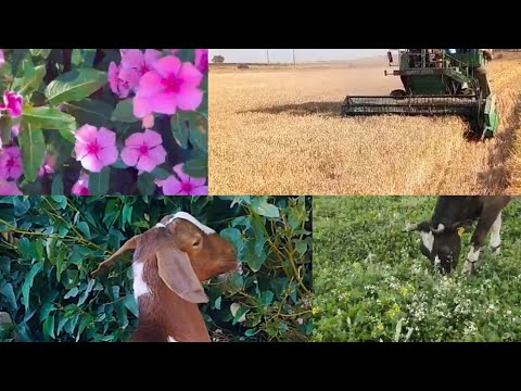 أجمل لحظات في البادية اكسبلور لايك اشتراك