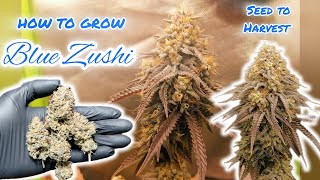 How I Grow Blue Zushi Organic Seed To Harvest English Version 420Lexikon 500 Sub Special