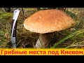 Где собирать грибы в Киевской области