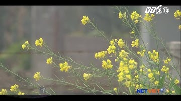 Mường Khương phiên chợ núi - Nhạc sĩ Xuân Quỳnh