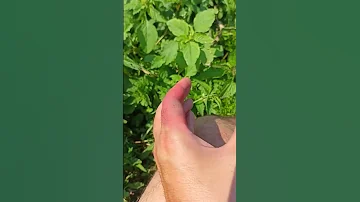 Как избавиться от укуса муравья листореза. Последствия укуса