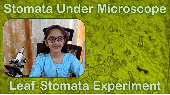 Viewing Stomata Under Microscope - Leaf Stomata Microscope Experiment - Observe Leaf Stomata
