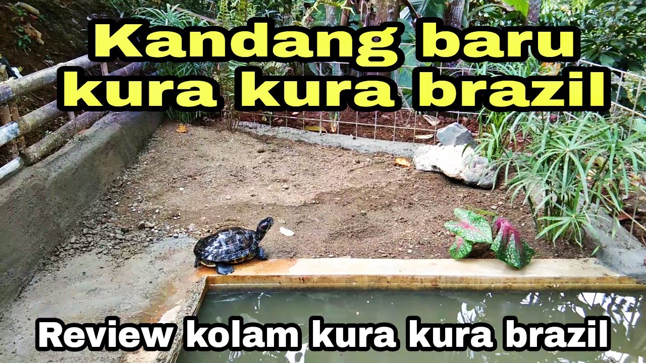 Kandang kura kura brazil 