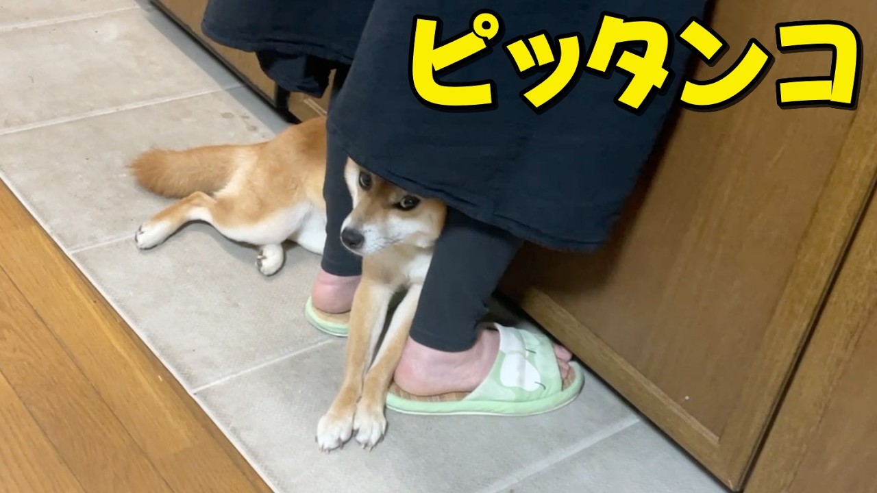 怒る柴犬❗️（夏仕様） Stuck to my quirky mom: Konatsu the Shiba Inu - YouTube